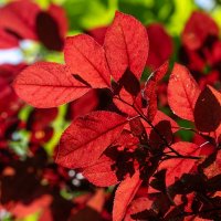 Скумпия :: Игорь Сикорский Скумпия :: Игорь Сикорский