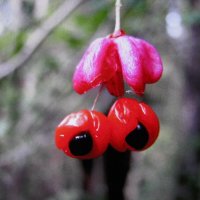 Бересклет :: Людмила Смородинская Бересклет :: Людмила Смородинская