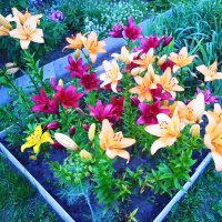 Цветы на даче :: Александр Щеклеин