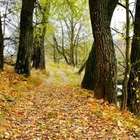 Осенний лес. :: Милешкин Владимир Алексеевич Осенний лес. :: Милешкин Владимир Алексеевич