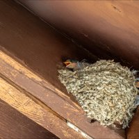 Два тенора :: **** vedin