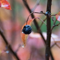 Акварельная осень. :: Владимир Безбородов