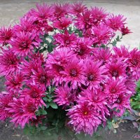 Всё цветут хризантемы в нашем дворе... :: Андрей Заломленков Всё цветут хризантемы в нашем дворе... :: Андрей Заломленков