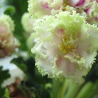 Фиалка :: Елена Семигина