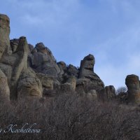 Природа Крыма :: Amazing Cosmea