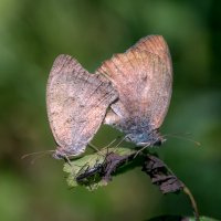 Лето- это маленькая жизнь :: Наталья Димова