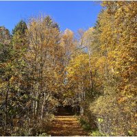 Осень золотая. :: Валерия Комова Осень золотая. :: Валерия Комова