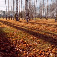 Золотая осень :: Владимир Калеев