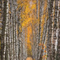 **** :: Елизавета .