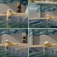 В ростовском зоопарке... :: Нина Бутко