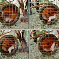 Белка в колесе :: Нина Бутко