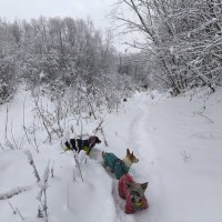 Зимние прогулки :: Anna Ivanova