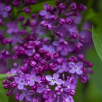 *** :: Яна Горбунова