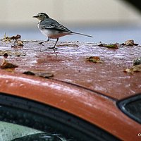листья падают :: Олег Лукьянов