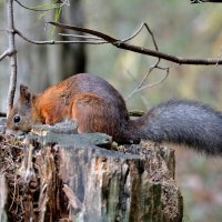 ** :: Александр Зуев