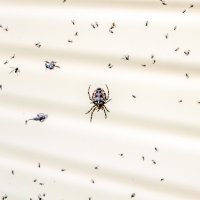 Хороший улов :: Андрей Щетинин