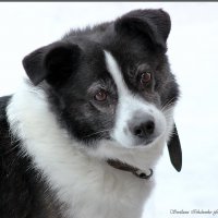 Дружок :: Светлана Ищенко