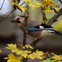 Сойка :: Evgeny Mameev