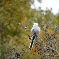 Длиннохвостая синица :: Татьяна Венцель