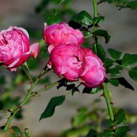 Осенние... :: Николай Саржанов Осенние... :: Николай Саржанов