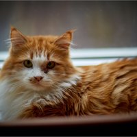 Кузя) :: Сергей Величко