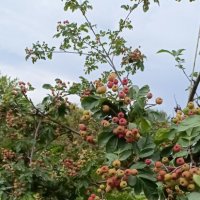 монастырский сад :: Галина R...