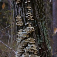 У вас грибок. Сходите на приём. :: Дмитрий Костоусов