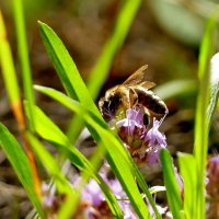 из жизни насекомых 1 :: Александр Прокудин из жизни насекомых 1 :: Александр Прокудин