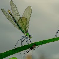 из жизни насекомых 5 :: Александр Прокудин