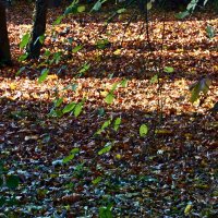 Осень 29 :: Алексей Кузнецов