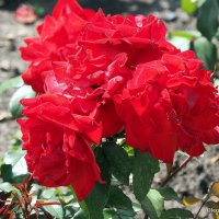 они на радость нам даны :: Олег Лукьянов