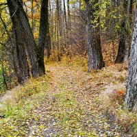 Осень в октябре (репортаж из поездок по области) :: Милешкин Владимир Алексеевич Осень в октябре (репортаж из поездок по области) :: Милешкин Владимир Алексеевич