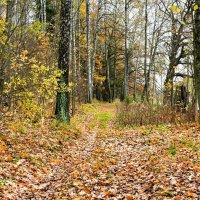 В осеннем лесу. :: Милешкин Владимир Алексеевич В осеннем лесу. :: Милешкин Владимир Алексеевич