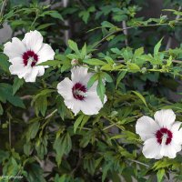 Сирийский гибискус :: Светлана Ищенко