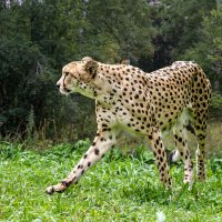 Гепард :: SanSan 