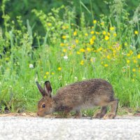Вышел зайчик погулять. :: Михаил Белоусов