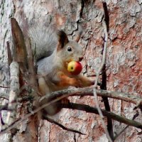 Вы так сможете? :: Любовь Сахарова