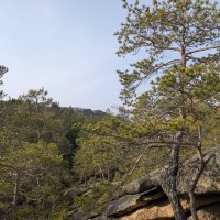 Сосна в горах... :: Андрей Хлопонин