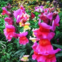 Львиный зев :: Людмила Смородинская