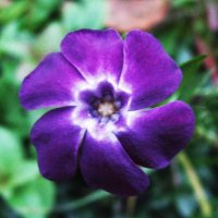 Ещё цветёт барвинок :: Людмила Смородинская Ещё цветёт барвинок :: Людмила Смородинская