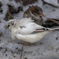из жизни воробьев.белый воробей. :: юрий макаров из жизни воробьев.белый воробей. :: юрий макаров