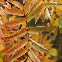 Рябиновая осень :: Ольга 