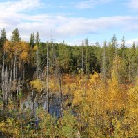 Осень на болотах :: Ольга 