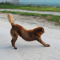 потягушки :: Елена Шаламова