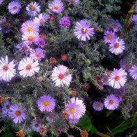 Осеннее :: Елена Семигина