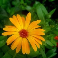 Солнечный :: Елена Семигина Солнечный :: Елена Семигина