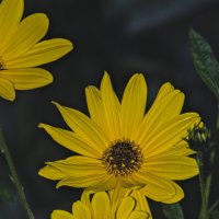 Helianthus petiolaris :: Giant Tao /