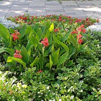 Цветы. :: Владимир Драгунский