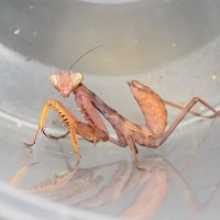 Личинка богомола :: Константин Штарк