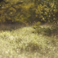 Утренний  свет :: Светлана Тихонина